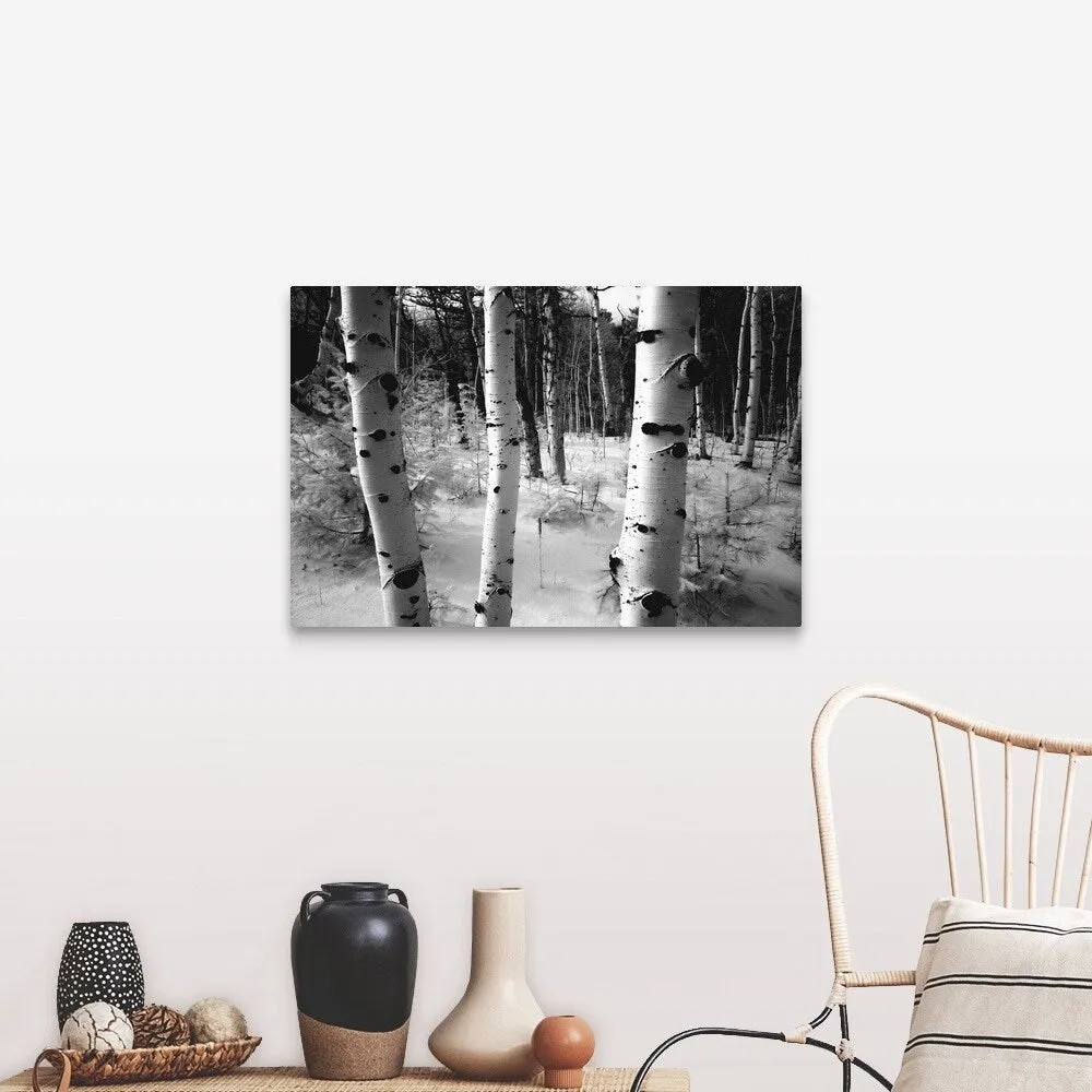 "Aspen trunks, winter scene" Canvas Wall Art