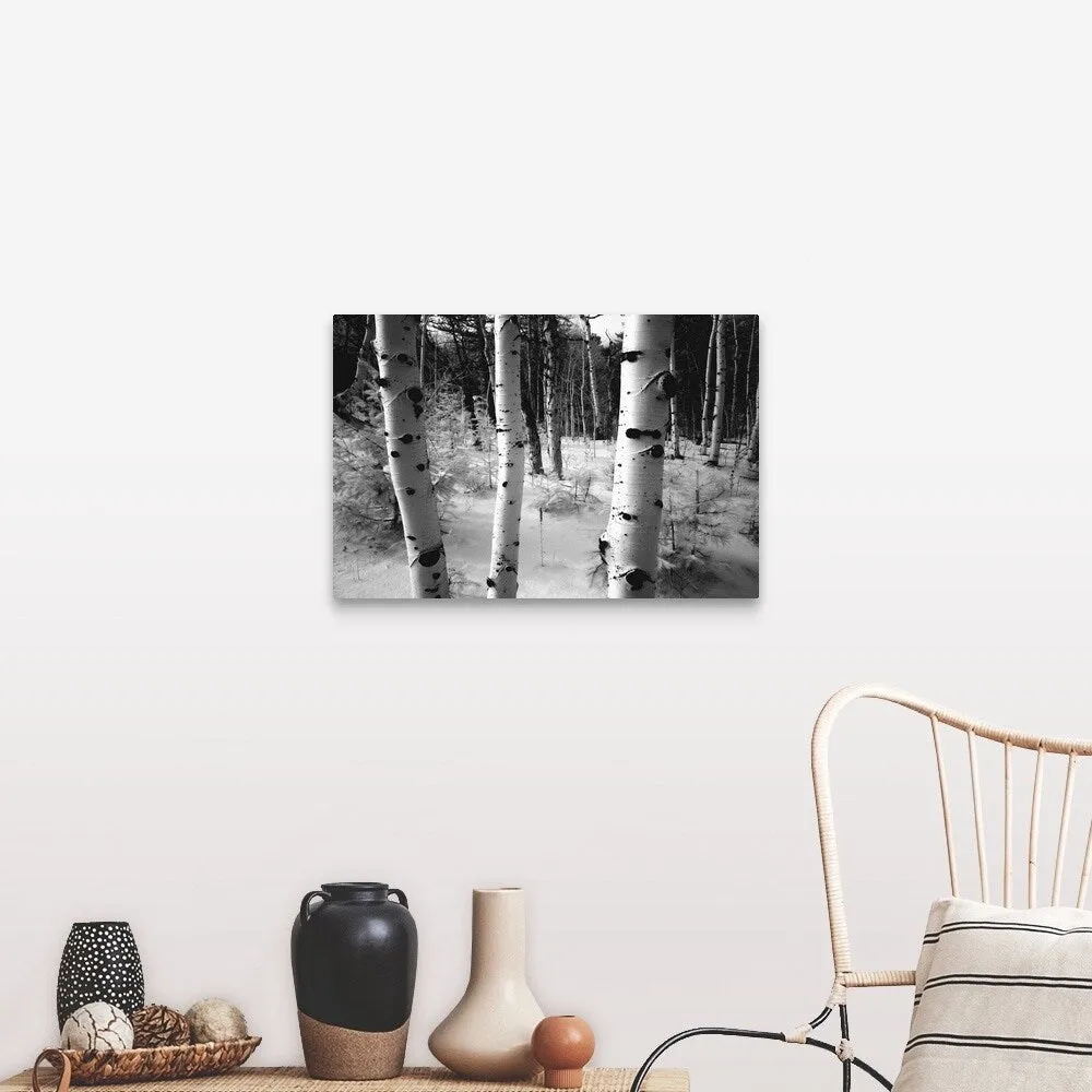 "Aspen trunks, winter scene" Canvas Wall Art
