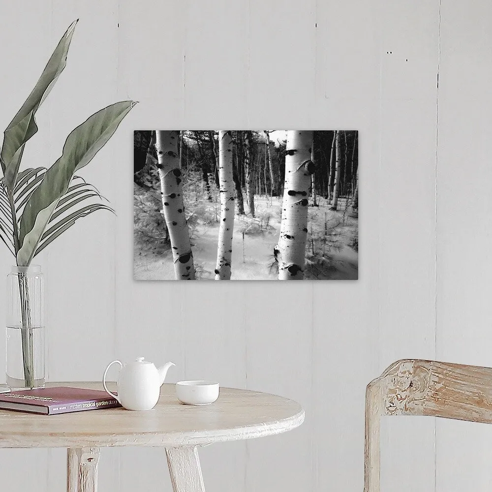 "Aspen trunks, winter scene" Canvas Wall Art