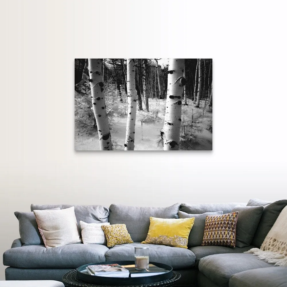 "Aspen trunks, winter scene" Canvas Wall Art