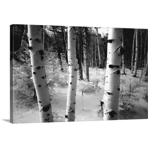 "Aspen trunks, winter scene" Canvas Wall Art